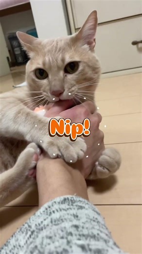 Double Tap Beat！パート11#DoubleTapBeat#ちゃちゃまる #cat #catvideos #猫#shorts#funny#funnycat