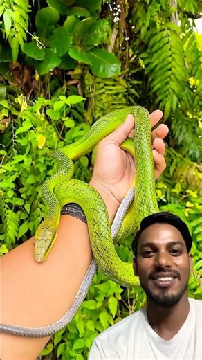 Day 46 Searching for the Python!🐍🐍##comedyeffect