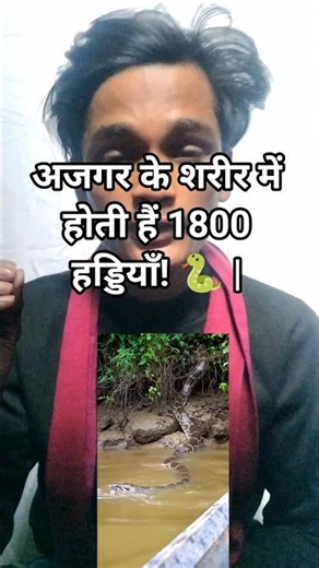 अजगर के शरीर में होती हैं 1800 हड्डियाँ! 🐍 | Amazing Python Skeleton Fact #Shorts #PythonFact #Snake