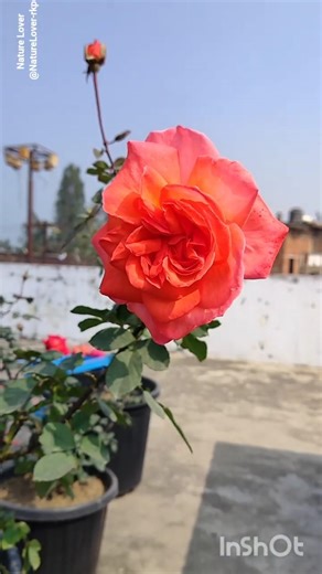 Orange Rose Bloom 🌹 | Beautiful Terrace Garden Rose | Rose Flower Close-up #garden #flowers #rose