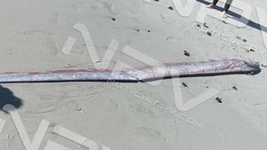 Los restos de un pez remo fueron encontrados en la playa de Punta de Burro, Bahía de Banderas. Este pez de aguas profundas es conocido por su gran tamaño y ha sido relacionado con mitos sobre sismos, aunque no hay evidencia científica que lo respalde. Su aparición en la costa podría deberse a cambios en las corrientes oceánicas o factores ambientales. | Noticias Puerto Vallarta