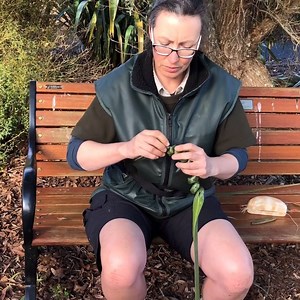 2.9K views · 39 reactions | Learn how to make a putiputi out of flax with Kerry, the weaving wāhine  #enviroheroesAKL More here: https://bit.ly/2PAaQuN | Auckland Council | Facebook