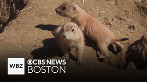 A dozen prairie dog pups surface at Franklin Park Zoo