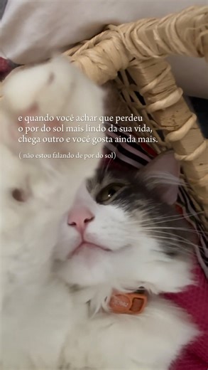 Helena Andrade on Instagram: "E quando você achar que perdeu o por do sol mais lindo da sua vida… Chega outro sem ser por uma bela varanda, em algum topo de uma trilha ou de frente para o Mar… E você gosta ainda mais dele. ( não estou falando de por do sol) Você é o pôr do sol, nascer do sol, o Sol mais Belo que já conheci! 💜☀️ #pôrdosol #sol #sun #life #love #cat #cats_of_instagram #gatos #mar #beautifull #amazing #flor"