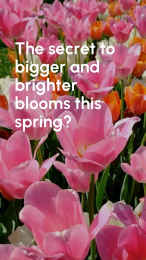 83 reactions | Spring has sprung, bringing beautiful daffodils, tulips, freesias and more to colour gardens.  Keep your blooming bulbs vibrant by picking flowers for vases and liquid feeding every two weeks with PowerFeed PRO Series for Roses & Flowers. This premium formula nourishes for healthier growth and stunning blooms, all while improving soil. | Seasol | Facebook