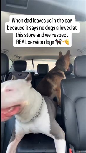 Could my dogs do great in the store yes. I respect service dogs more than that though. 🤝 Under the Americans with Disabilities Act (ADA), businesses must allow service animals into public areas, even if they have a “no pets” policy. Pets and emotional support animals are not covered under the same legal protections so don’t bring them into stores. Dog people can spot a FAKE SERVICE DOG a mile away 👊🏽👊🏽👊🏽👊🏽#servicedog#dogsofinstagram#n8tivedogfather#fyp#explore#explorepage | The N8tive D