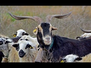 THE PYRENEAN GOAT. HUESCA, SPAIN