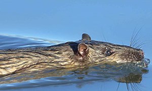 Native water rats are actual masterminds, literally eating cane toads for breakfast
