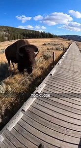 Too Close | Caught On Cameras TV