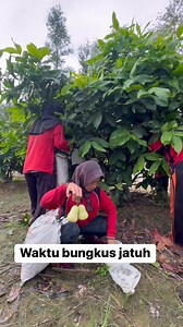 1.4K views · 3K reactions | Pembukusan jambu madu. #arkanjambumadulangkat #jambumadu #panenjambumadu #perawatanjambumadu. | Ifan Zulfikar | Facebook