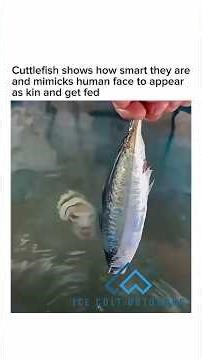 A Fish With A Odd Face and A Shout Out to Singers! #shorts #singer #funny #fish #foryou #ytshorts