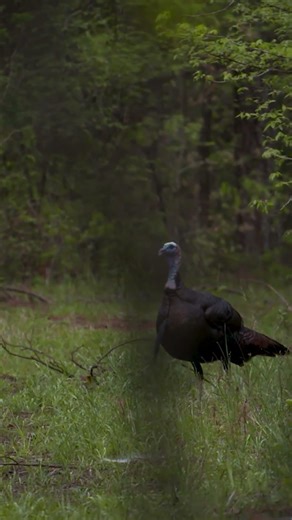 No other feeling in the World! #speakthelanguage #hunting #turkeyhunting #wildlife