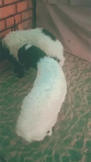 #simmba #funny #goat