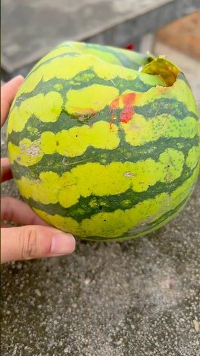 Experiment: Will a watermelon explode if it rolls down from a tall building? 🍉💥