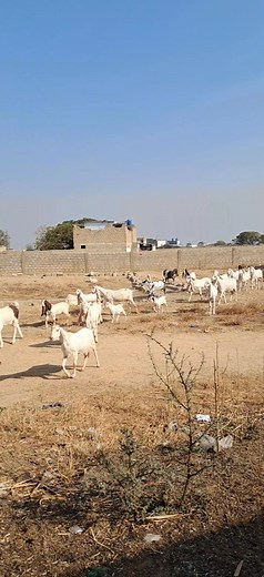 Friends goats farm Malir memon goth karachi | Friends GOATS FARM