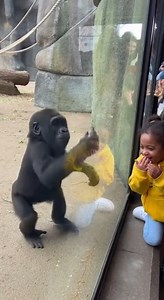 834K views · 26K reactions | Look like baby gorilla dancing | Rsa Times | Facebook