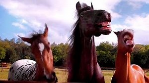 Horses Laughing at a Guy Trying to Park a Trailer - 1Funny.com