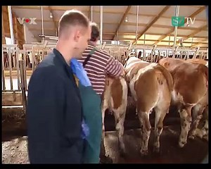 Cattle insemination - Kuh Besamung