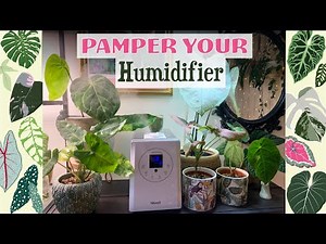 How To Prevent Mould & Bacterial Growth In Your Humidifier 💧🌱💚