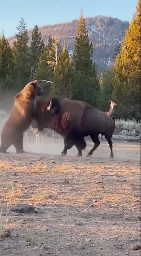 Grizzly bear vs American Bison (size comparison )AI#sora #fighting #animals #safari #nature