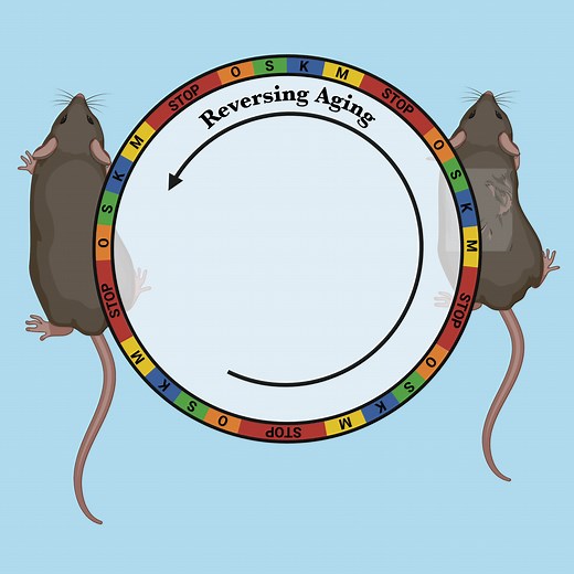 Cellular rejuvenation therapy safely reverses signs of aging in mice - Salk Institute for Biological Studies