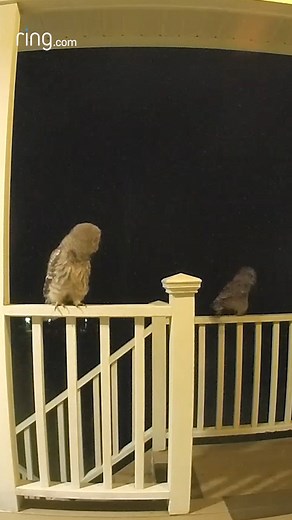 40K views · 524 reactions | The carolers looked a bit different this year! | Ring | Facebook