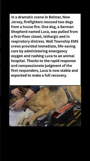 HERO Firefighters Save Dog with Oxygen Mask! #dog #news #shorts