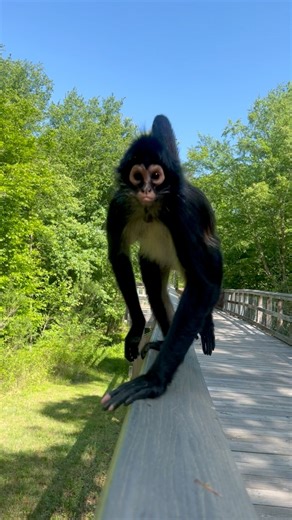 Talking 🗣️ #animal #sounds #nature | Keke The Spider Monkey