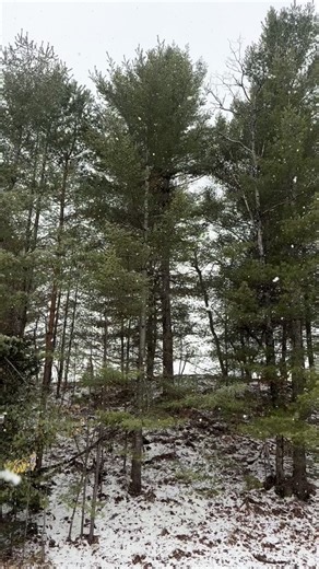 Are you coming to town for Adirondack Christmas on Main? Because you should be! 🎄 | Blue Spruce Motel