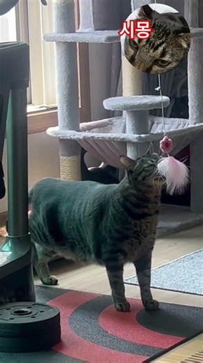 시몽 혼자서 하는 사냥 놀이~~ 자알-~~ 논다 살빼야지 #고양이 #cat #고양이일상 #파양묘 #파양묘입양