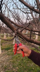 Pruning and training #Ars #tool #falcon #cold | Orchard Chota BhEem