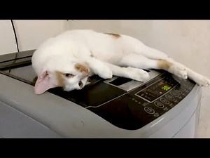 Cat Lays On Vibrating Washing Machine