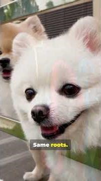 Same Roots, Different Dogs German Spitz vs Alaskan Eskimo #wildlifefacts #shortfeed #animalscience