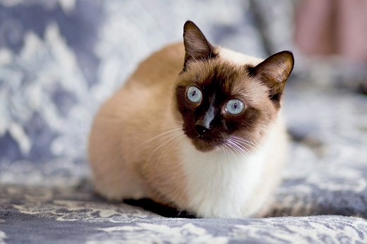 200  of the Best Names for Your Siamese Cat