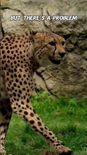 Why Cheetahs Lose Most Hunts #wildlife #facts #animals #shorts