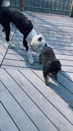 Adorable Talking Poodle Playing with Bunny - Heartwarming Moment