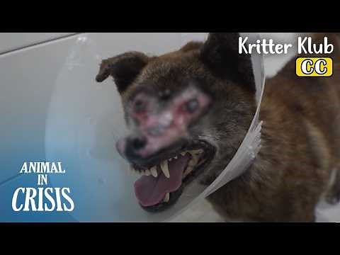 A Real-life Zombie Dog?! l Animal in Crisis Ep 441