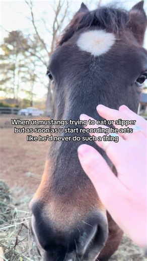 Bad boy!! #mustangs #wildhorses #mustang #horsegirl #horses