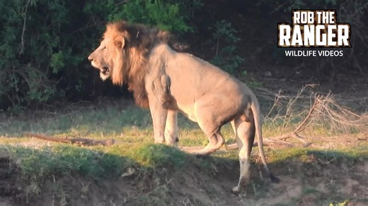 Lion Devours Buffalo In Shocking Feeding Frenzy