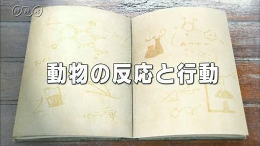 動物の反応と行動 | １０ｍｉｎ．ボックス　　理科２分野 | NHK for School