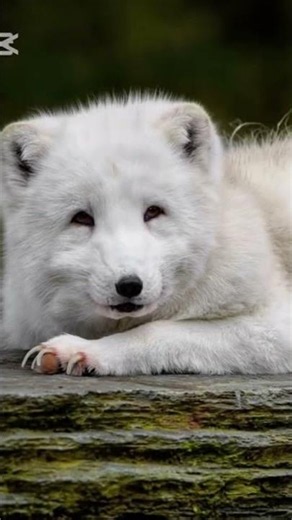 Snow Ghost of the Arctic 🐼‍❄️