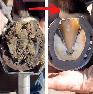 16M views · 87K reactions | ASMR Literally a Horse Pedicure | Lady Panda | Facebook