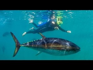 Swimming With Blue Fin Tuna - 600kg - 3m Long - 50m Deep Sea Cage