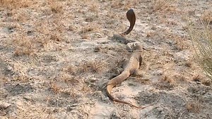 Cobra royale vs mangouste #animals | Araignée Le grimpeur