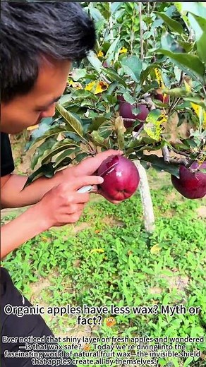 Apple's Natural Wax: Nature's Perfect Protection! 🍎✨