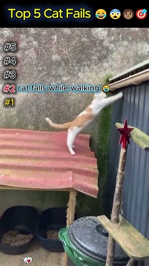 Top 5 Cat Fails 🤣 (You Can 't Skip #1) #funny #cat #pets