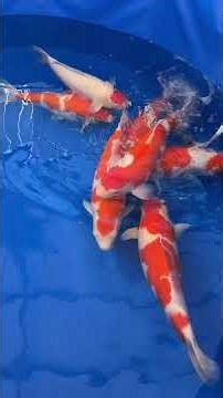 Live Auction Momotaro 23-24/10Tất cả cá Female đã được up lên web #cakoinhat #cakoidep #koi #koifish