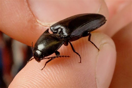 Click beetles inspire design of self-righting robots – News Bureau