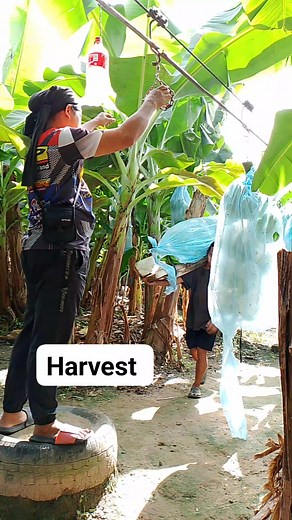 553K views · 1.7K reactions | #cavendishbanana #harvest #export #followersreelsfypシ゚viralシfypシ゚viralシalシ | JOJEI WORKS | Facebook