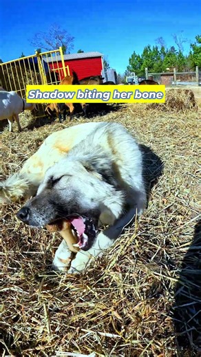 Shadow Biting Her Bone 🦴🐺